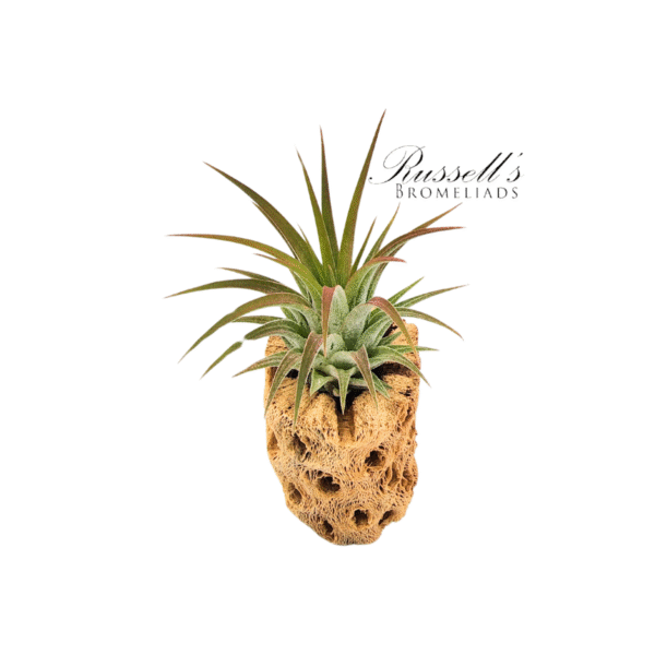 IONANTHA HUAMELULA, 2-3" - Image 3