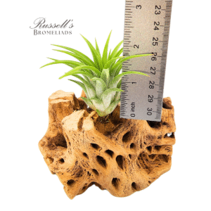 IONANTHA HUAMELULA, 2-3