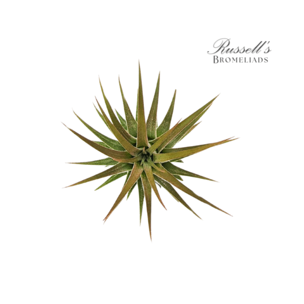 IONANTHA HUAMELULA, 2-3"