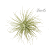 TECTORUM, 3-4"