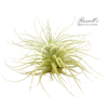 TECTORUM, 3-4" - Image 4