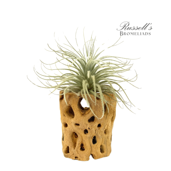 TECTORUM, 3-4" - Image 3