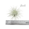 TECTORUM, 3-4" - Image 2