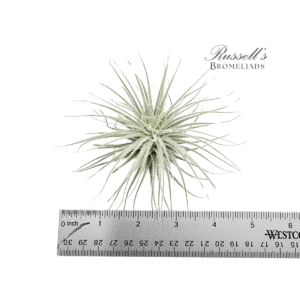 TECTORUM, 3-4