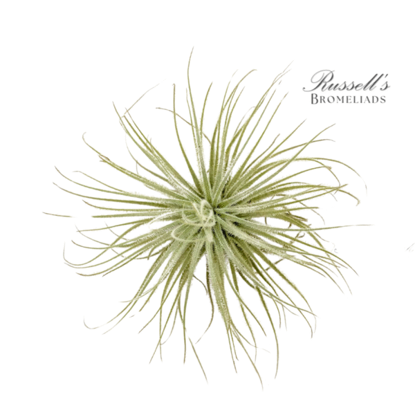 TECTORUM, 3-4"