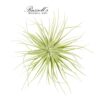 TECTORUM, 4-5"