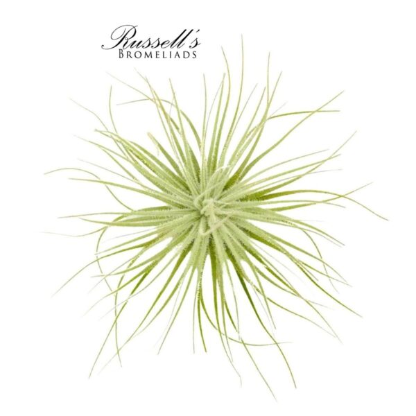 TECTORUM, 4-5"