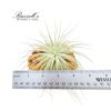 TECTORUM, 4-5" - Image 2