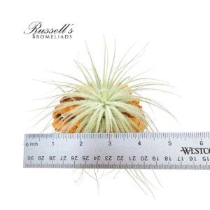 TECTORUM, 4-5