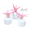 THE BLUSH CLASSIC SET WITH AIR PLANTS (WHITE)