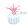 THE BLUSH CLASSIC SET WITH AIR PLANTS (WHITE) - Image 2