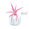 THE BLUSH CLASSIC SET WITH AIR PLANTS (WHITE) - Image 3