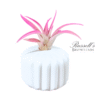 THE BLUSH CLASSIC SET WITH AIR PLANTS (WHITE) - Image 4