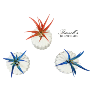 THE CLASSIC SET WITH RED AND BLUE AIR PLANTS