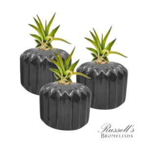 THE CLASSIC SET (BLACK) WITH AIR PLANTS