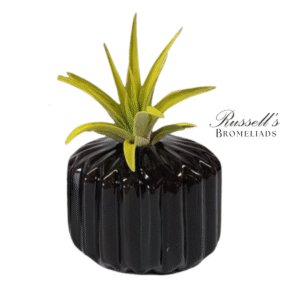 THE CLASSIC SET (BLACK) WITH AIR PLANTS