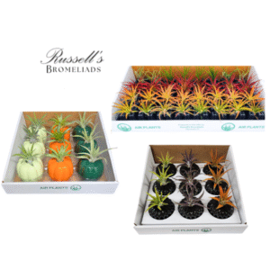 FALL CURATED PACKAGE