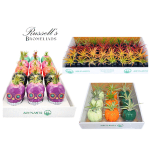 FALL-HALLOWEEN CURATED PACKAGE