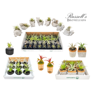 NATURAL CURATED PACKAGE