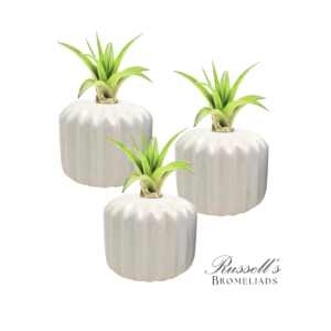 THE CLASSIC SET (WHITE) WITH AIR PLANTS