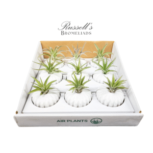 THE CLASSIC SET (WHITE) WITH AIR PLANTS