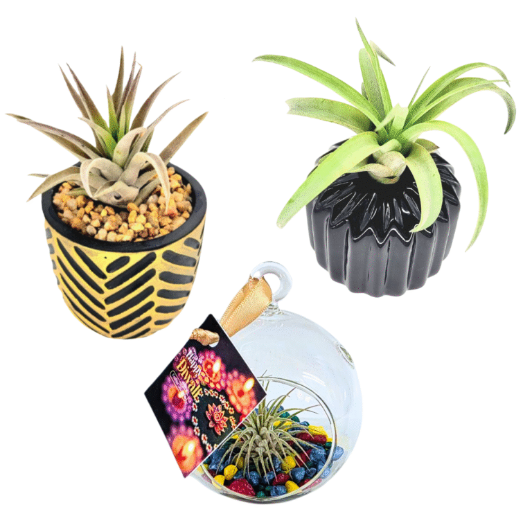 Untitled design - 2025-09-22T124244.850