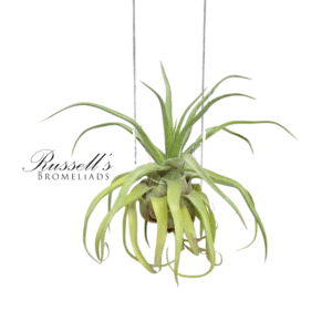 STREPTOPHYL. RC, 3-5