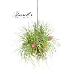 STRICTA HANGING CLUSTER, 5-7