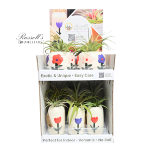 IN BLOOM 2-TIER COUNTER DISPLAY