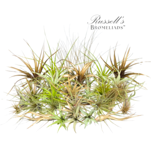 ST. PATRICK'S VARIETY PACK ASSORTMENT (30 PLANTS)