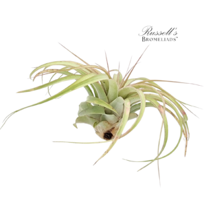 CAPITATA XERO, 12-14