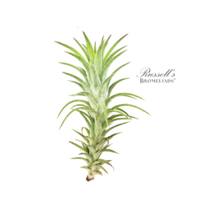 ION VANHYNINGII, 4-6